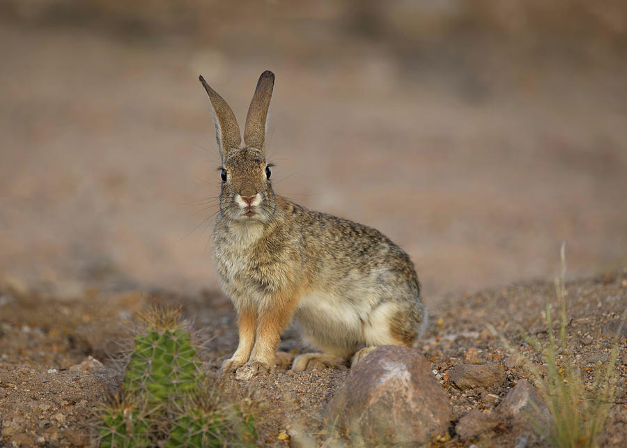 Wildlife Photograph - Desert Cottontail Rabbit #1 by Rosemary Woods Images
