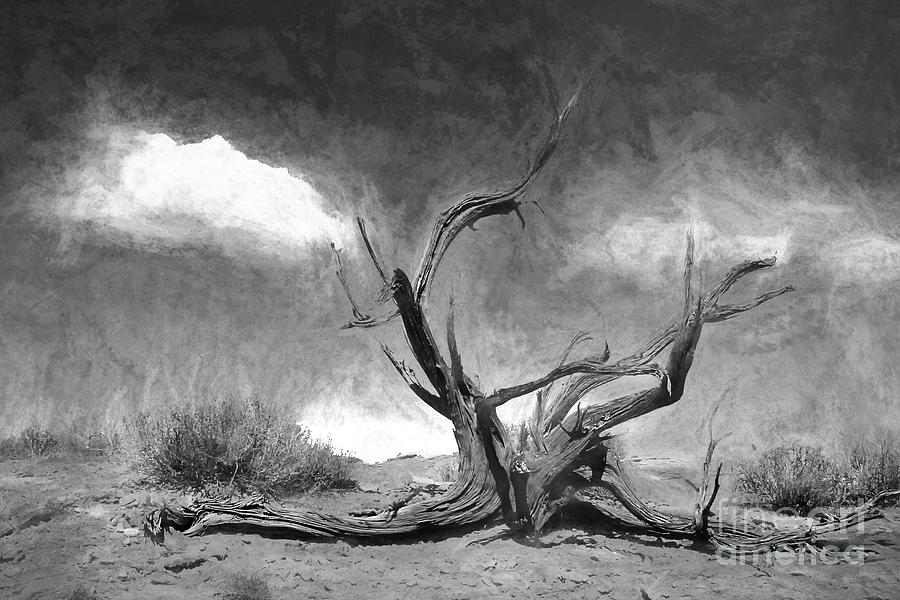 Desert Driftwood Bw Photograph