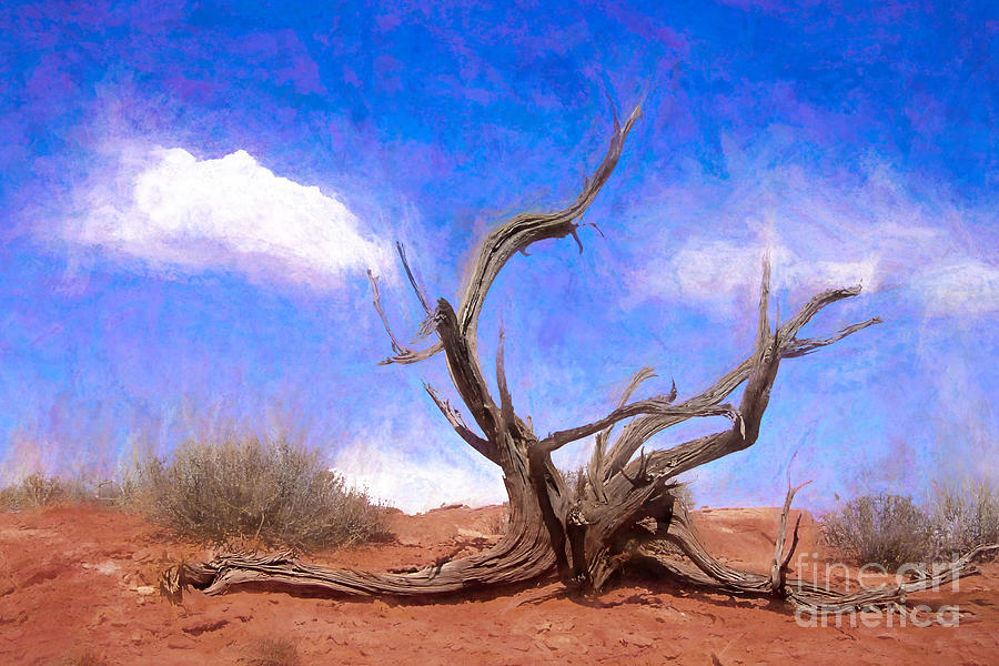 Desert Driftwood Photograph