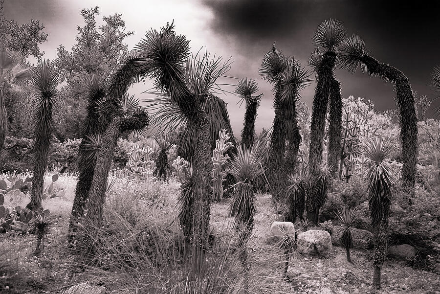 Tree Photograph - Desert Flora #2 by Steven Ainsworth