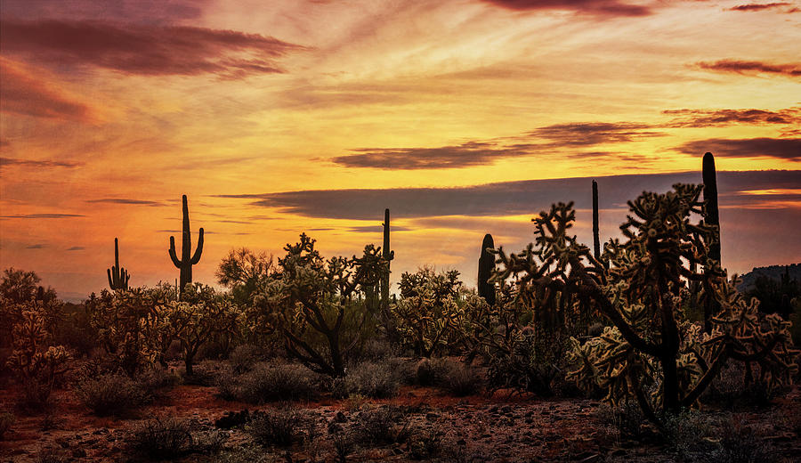 Desert Glory Photograph by Saija Lehtonen - Fine Art America