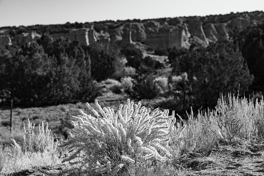 Desert growth on the high road from Santa Fe to Taos New Mexico #1 Photograph by Eldon McGraw
