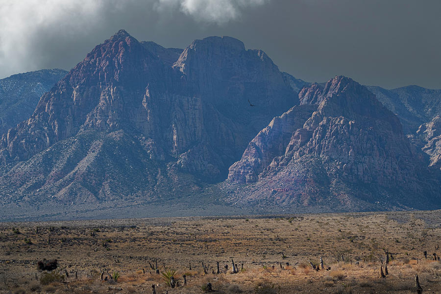 Nature Photograph - Desert Majesty #1 by Frank Wilson