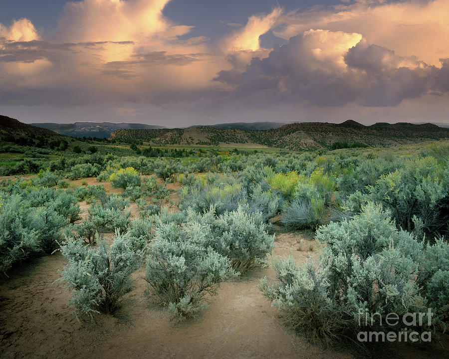 Desert Storm #1 Photograph by Edmund Nagele FRPS