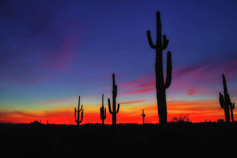 Desert Sunset Photograph by Bob Falcone