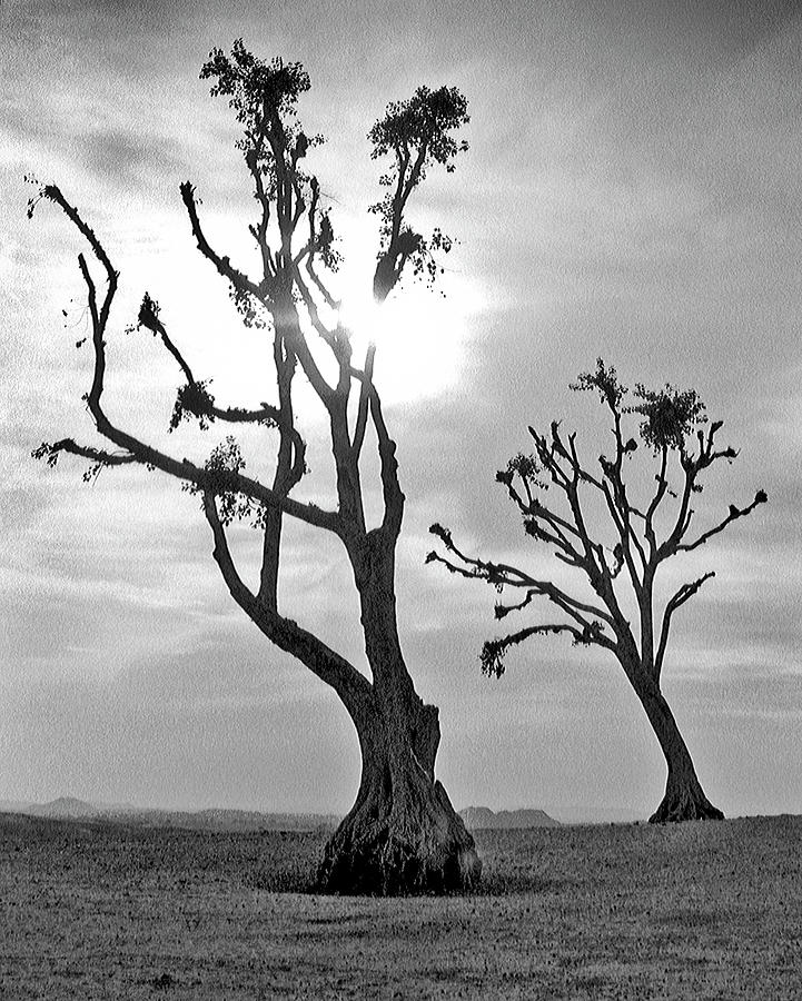 Desert Trees #1 Photograph by Neil Pankler
