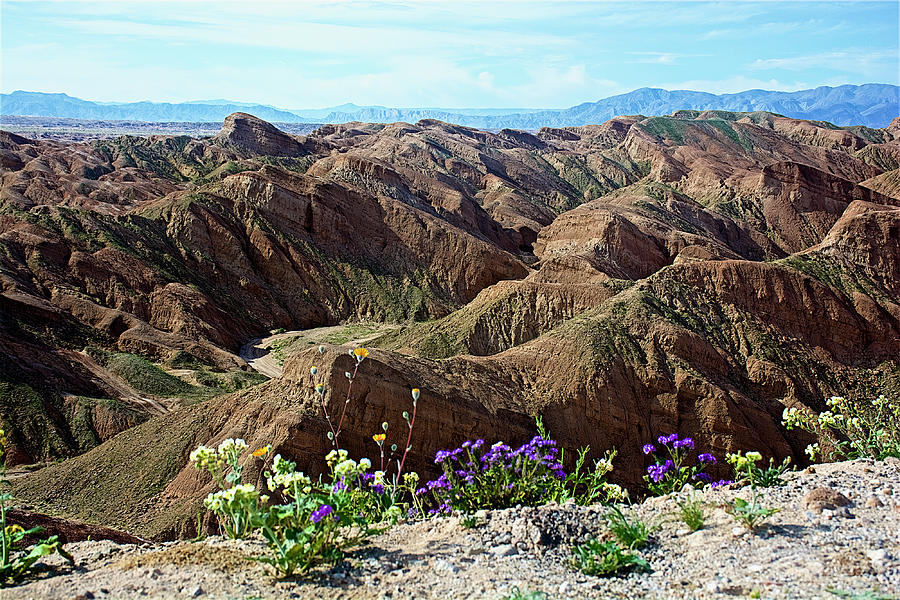 Desert Wildflowers in Badlands of Anza-Borrego State Park, California #2 Photograph by Ruth Hager