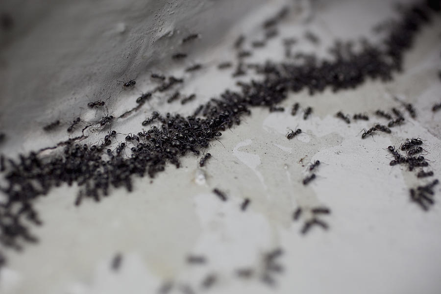 Detail of a colony of ants #1 Photograph by Tobias Titz