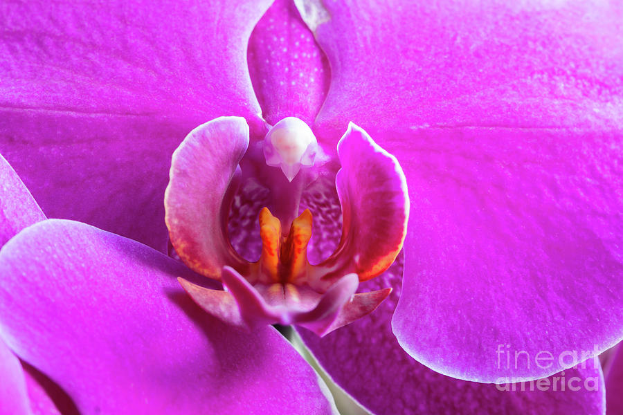 Detail Of Flowering Orchid Photograph