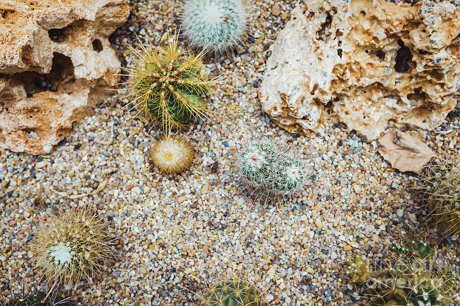 Detail Of Some Cacti Seen From Above. Photograph