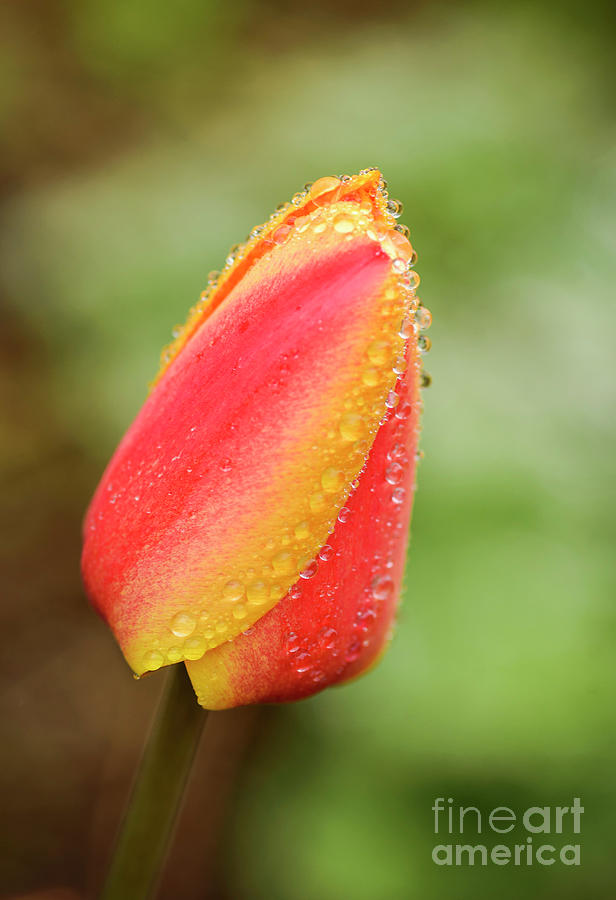 Flower Photograph - Dew and Tulips  #1 by Alana Ranney