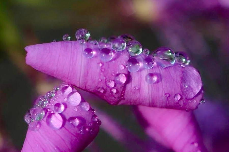 Dew Drop On Leaf Photograph By Scotty Alston - Fine Art America