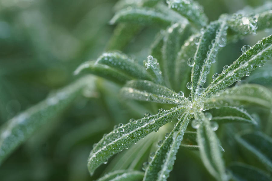 Dew drops on plant  #1 Photograph by Mike Fusaro