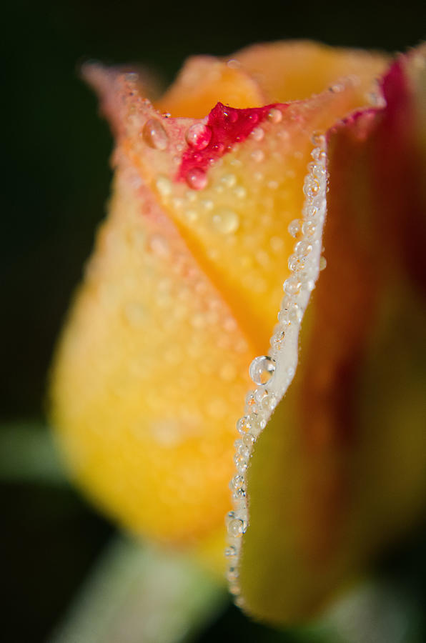 Dew on yellow rose #1 Photograph by Melissa Fague