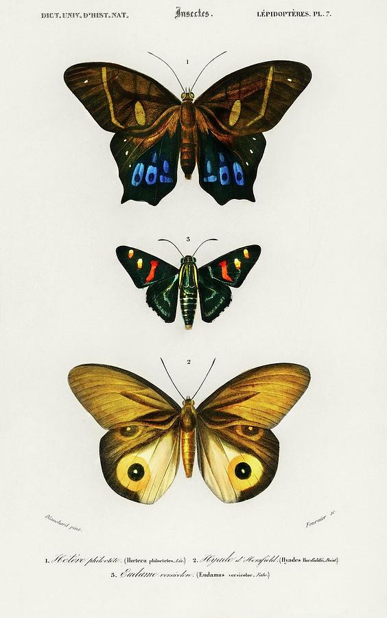 Different types of butterfly illustrated by Charles Dessalines D ...