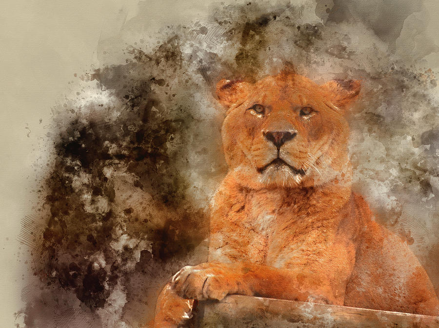 Wildlife Digital Art - Digital watercolor painting of Stunning lioness relaxing on a wa #1 by Matthew Gibson