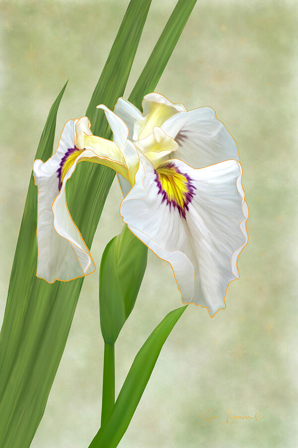 Digitally Painted Iris #1 Photograph by Sue Leonard Digitally Painted Iris #1 Photograph by Sue Leonard