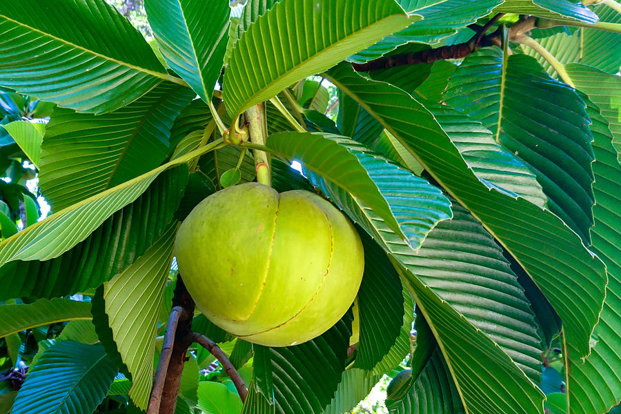 Dillenia indica, commonly known as elephant apple #1 Photograph by CRMacedonio