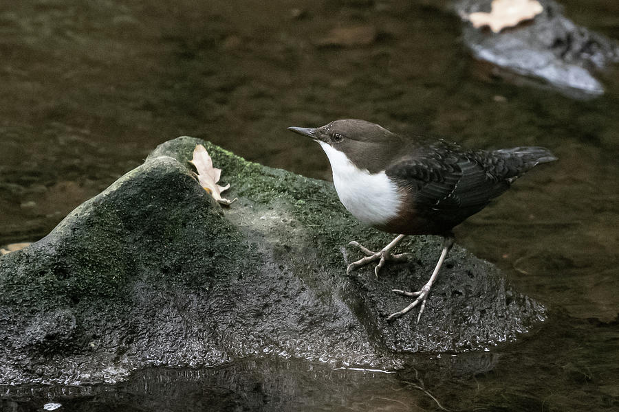 Dipper #1 Photograph by Wendy Cooper