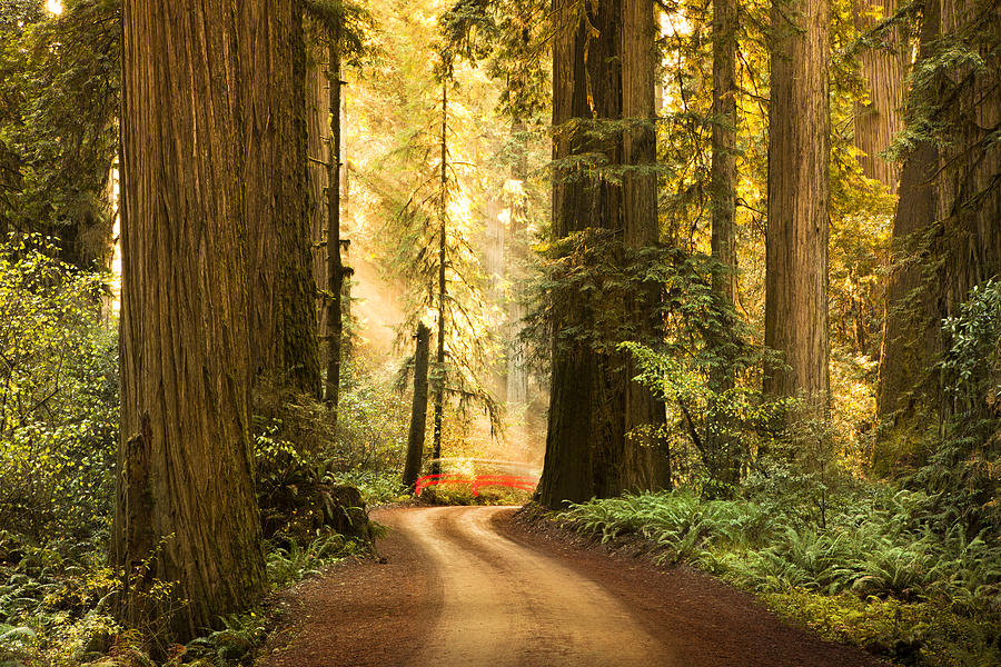 Dirt road through Redwood trees in the forest #1 Photograph by Pgiam