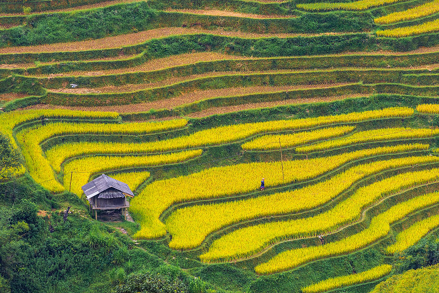 Discovery and travel at rice terraces heritage in Lao Cai province, vietnam #1 Photograph by Khanh Bui