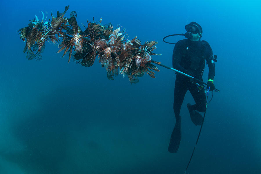 Diver collects invasive lionfish from local reef #1 Photograph by Rodrigo Friscione