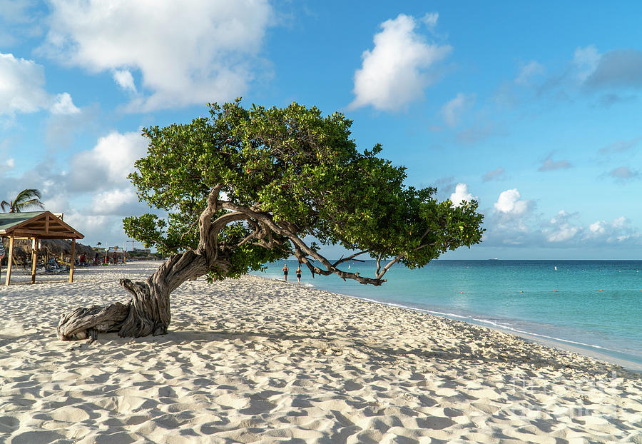 Divi Divi trees at Eagle Beach on the Caribbean island of Aruba, #3 Photograph by William Kuta