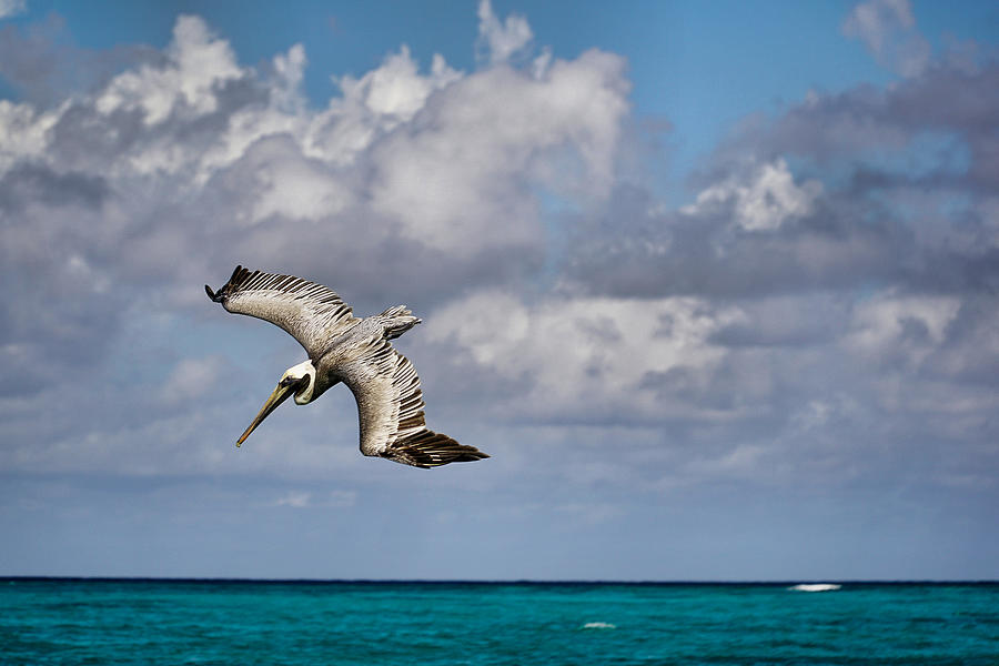Diving Pelican #2 Photograph by Montez Kerr