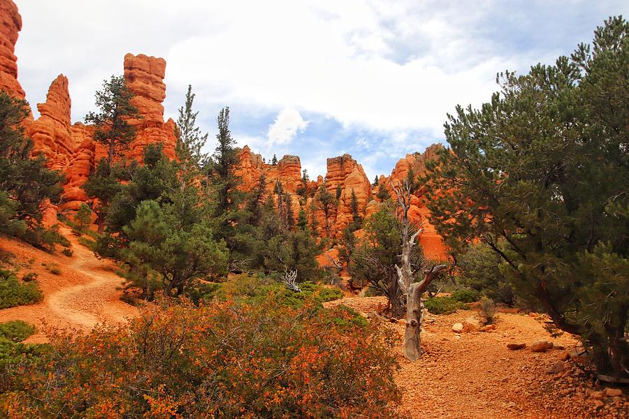 Dixie National Forest Red Canyon Utah #1 Photograph by Susan Jensen
