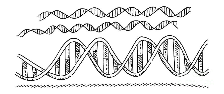 DNA Double Helix Symbol Drawing Drawing by Frank Ramspott - Fine Art America