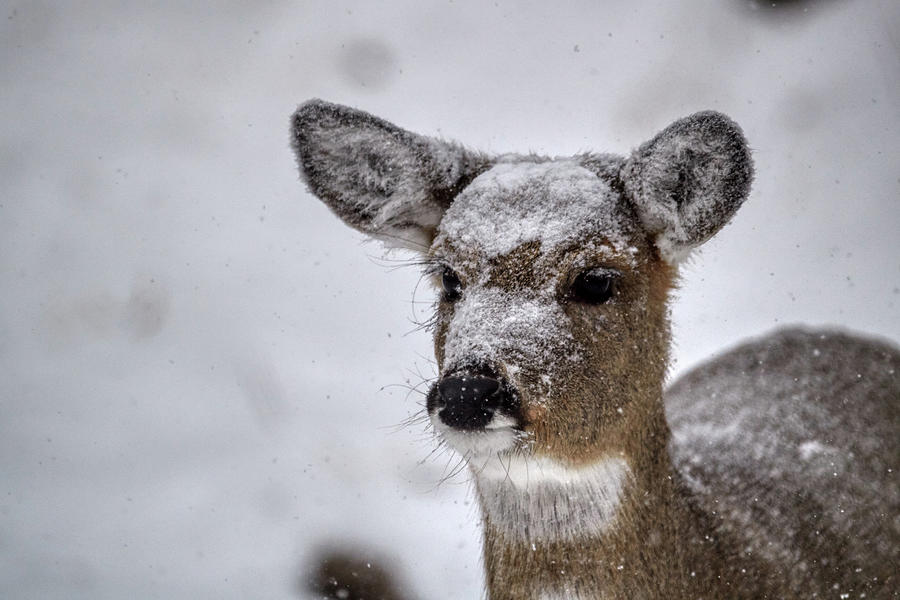 Doe in The Snow #1 Photograph by Paul Freidlund