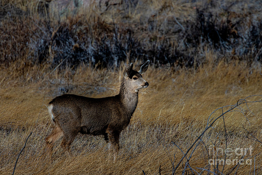 Doe Mule Deer in Eleven Mile Canyon #1 Photograph by Steven Krull