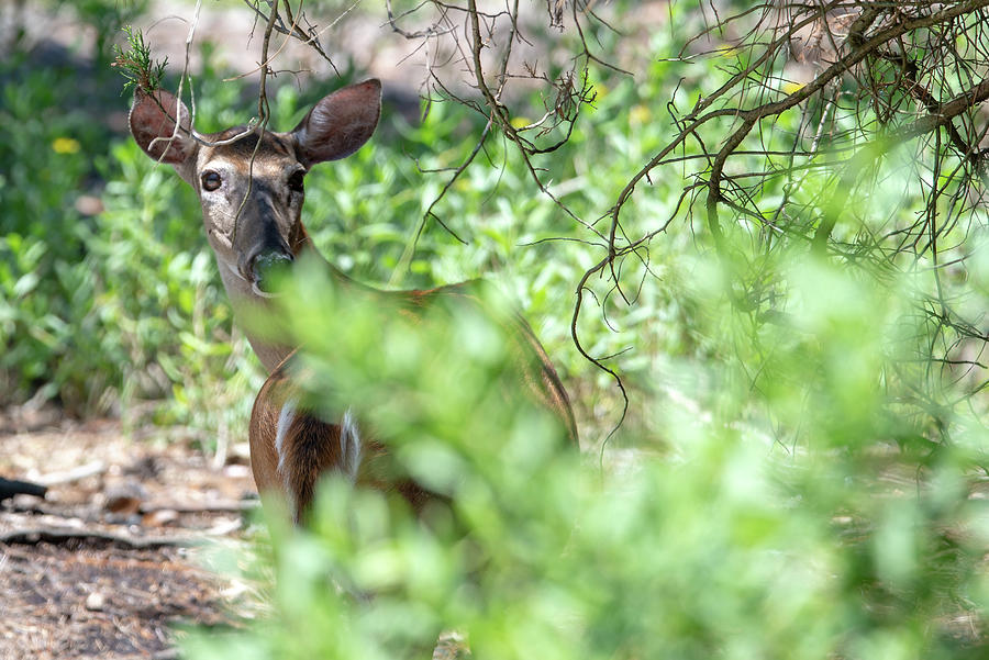 Doe White Tail Deer On Hunting Island State Park South Carolina #1 Photograph by Alex Grichenko