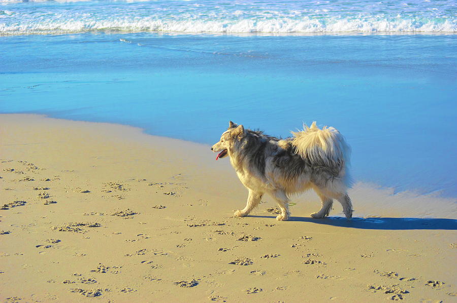 Dog Days at the Beach #1 Photograph by Barbara Snyder