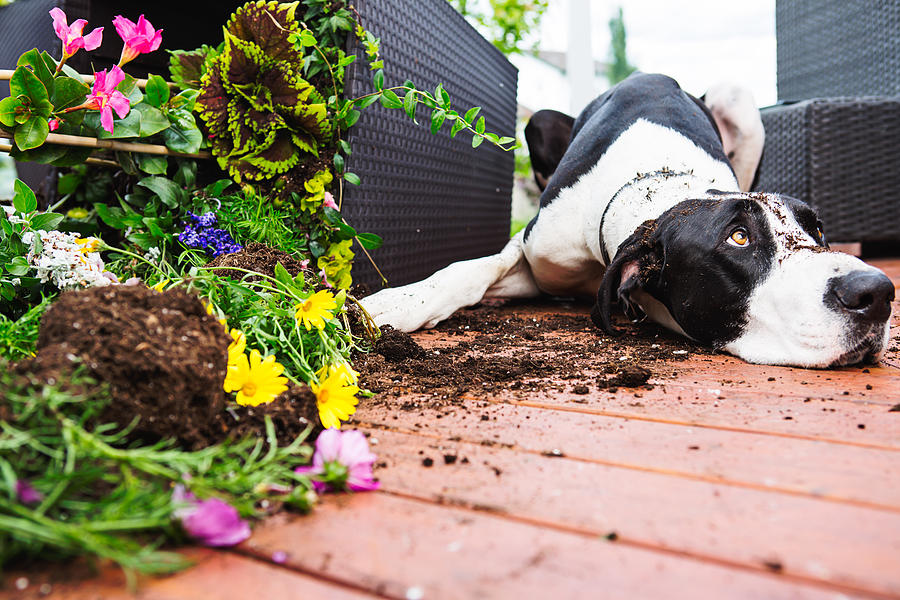 Dog digging in garden #1 Photograph by ChristopherBernard