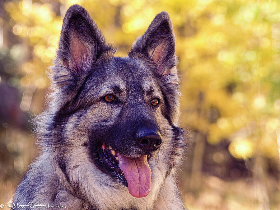 Dog - GSD - Sam #2 Photograph by Robert Niemeier Dog - GSD - Sam #2 Photograph by Robert Niemeier