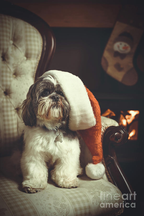 Christmas Photograph - Dog On Chair by Amanda Elwell