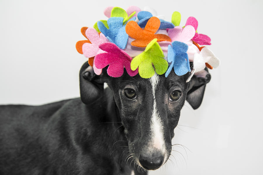 Dog with a hat of flowers on his head #1 Photograph by Fernando Trabanco Fotografía