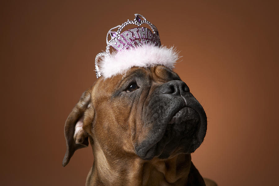 Dog with birthday crown on head #1 Photograph by Chris Amaral