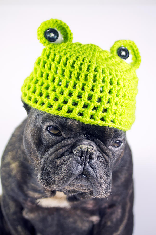 Dog with frog costume, green hat with frog eyes #1 Photograph by Fernando Trabanco Fotografía