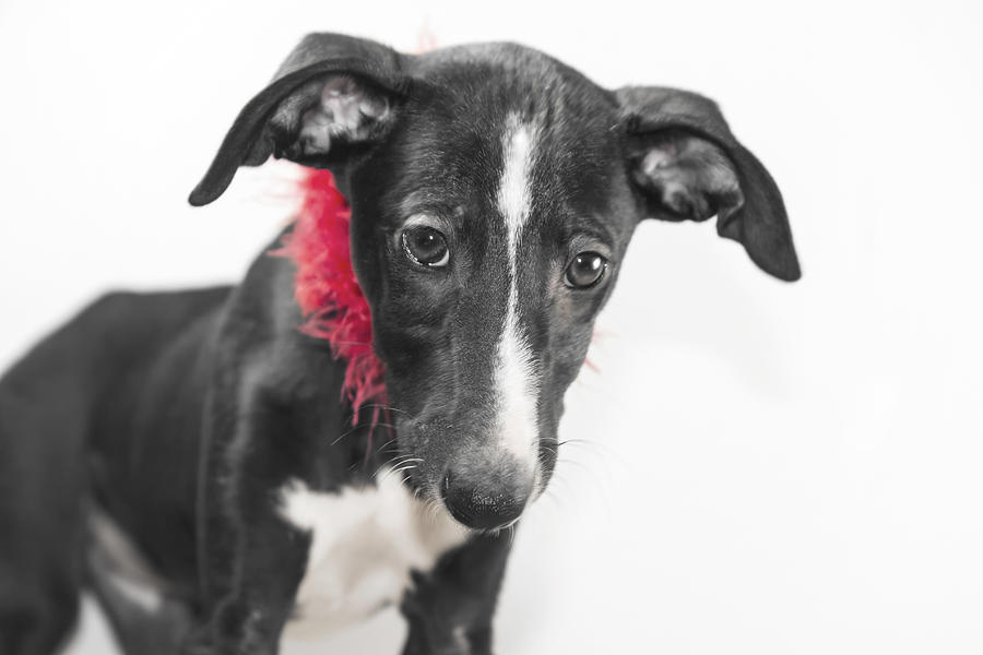 Dog with red feather boa #1 Photograph by Fernando Trabanco Fotografía
