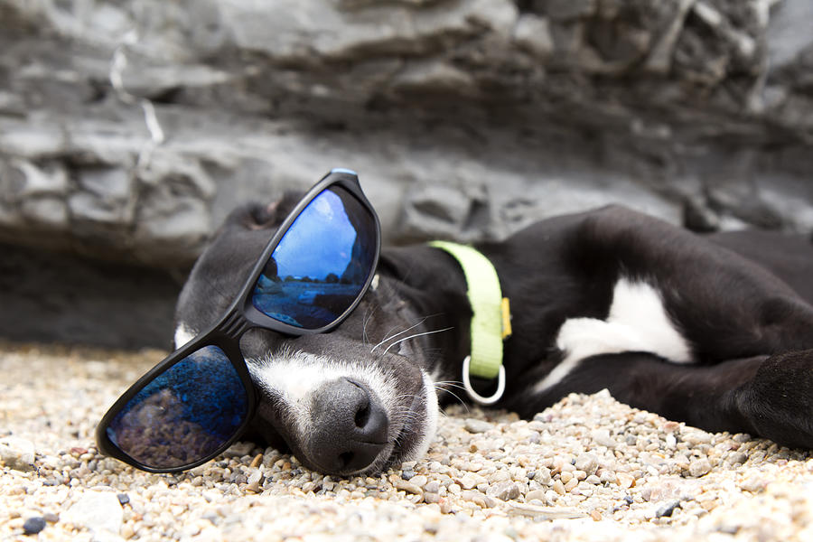 Dog with sunglasses on the beach #1 Photograph by Fernando Trabanco Fotografía