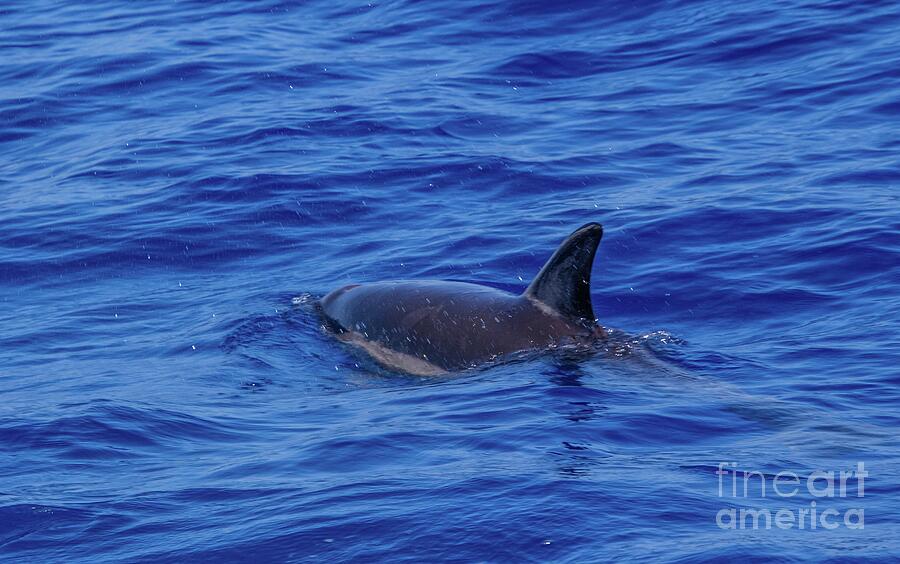 Wildlife Photograph - Dolphin Swimming #1 by HG Photo