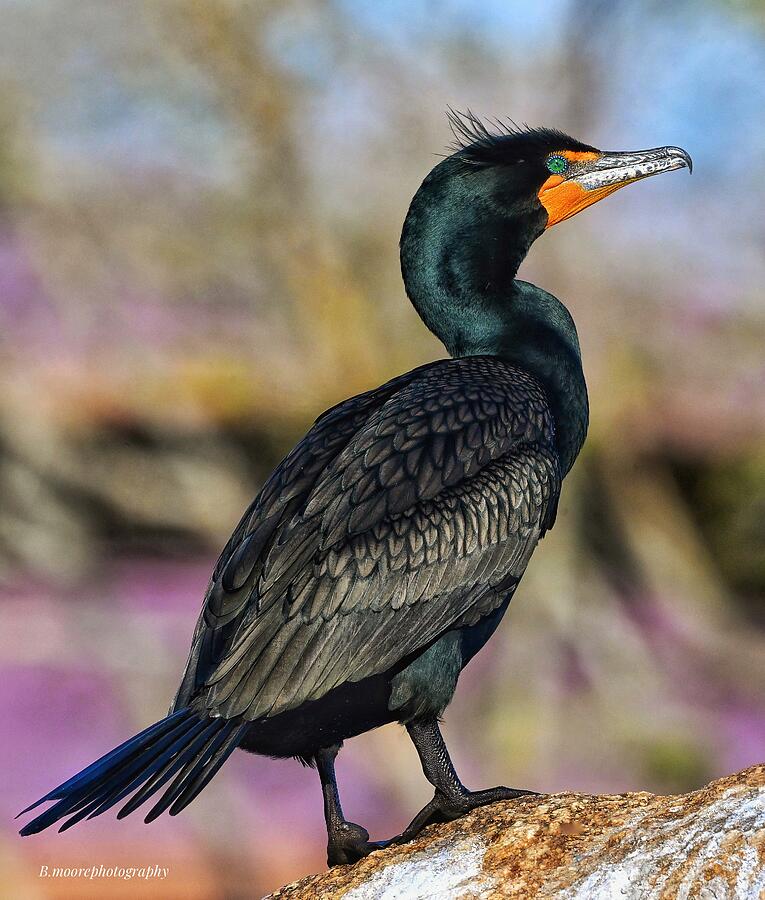 Wildlife Photograph - Double Crested Cormorant #1 by Bruce Moore