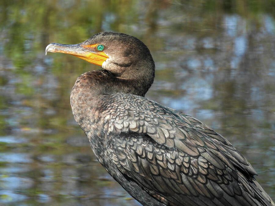 Double-crested cormorant in the Lake Apopka Wildlife Refuge Photograph ...