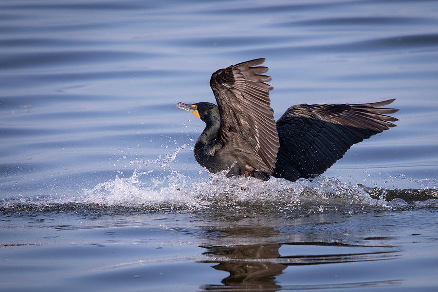 Double Crested Cormorant on Reelfoot lake in Tennessee during the