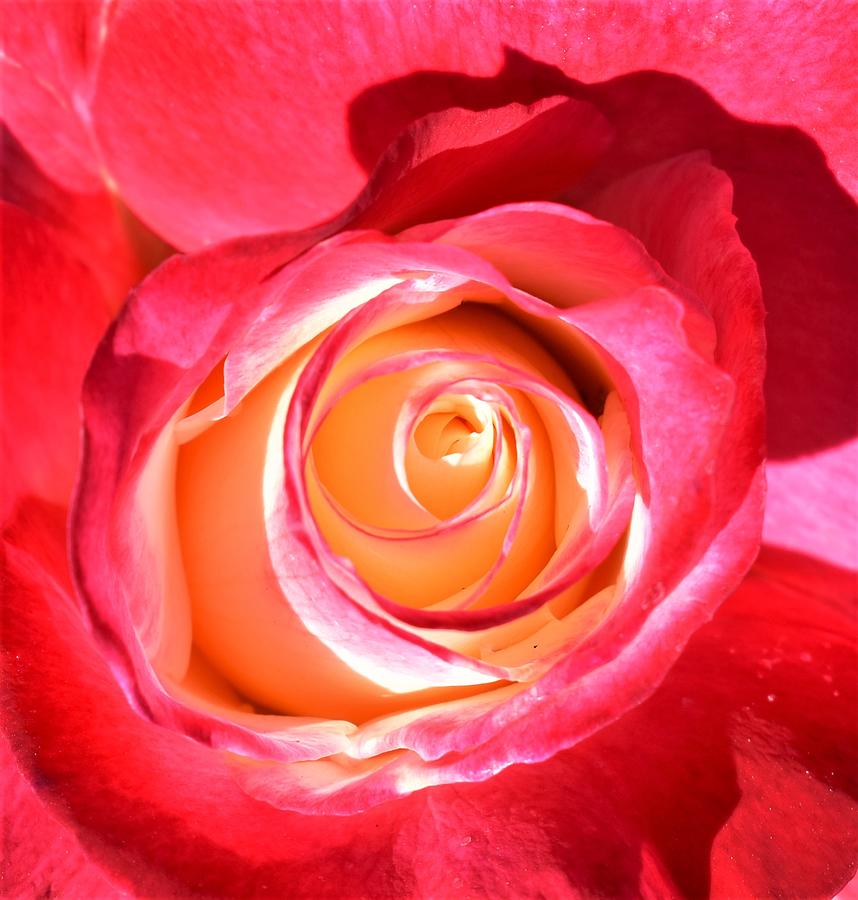 Double Delight Hybrid Tea Rose