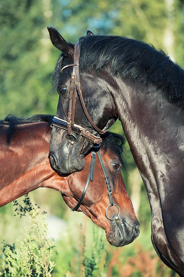 Double Portrait Of  Breed Stallions. Close Up #1 Photograph by anakondaN