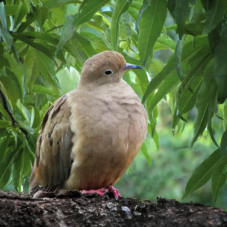 Dove Listening Photograph by David and Carol Kelly - Fine Art America