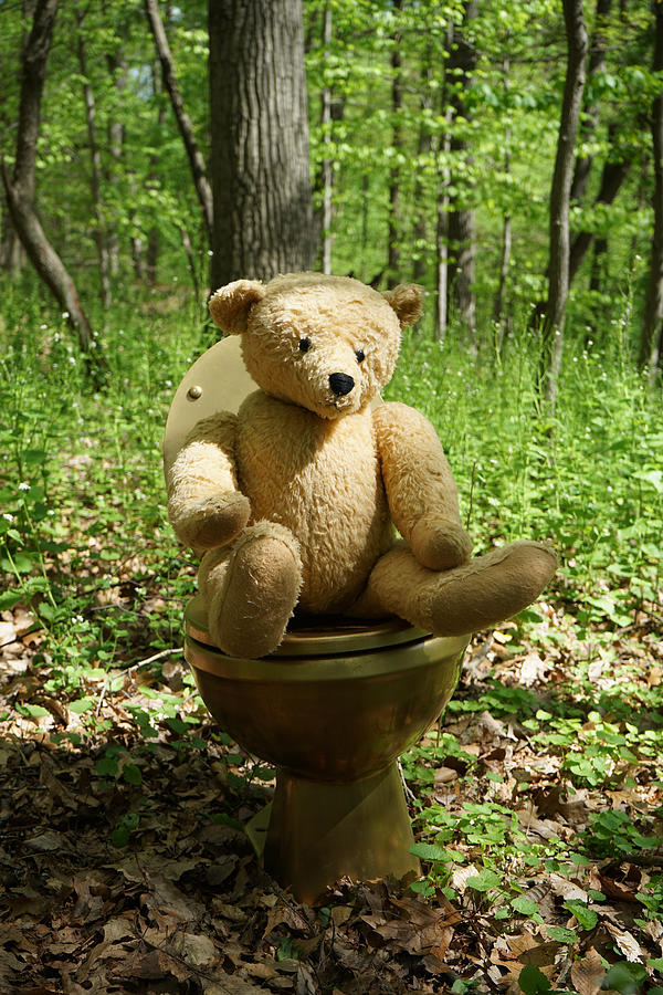 Bear Photograph - Down In The Woods #1 by Richard Reeve